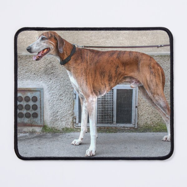 Item preview, Galgo Brindle designed and sold by Mythos57.