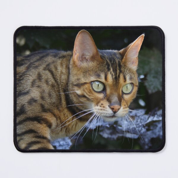 Item preview, Beauty Sneaking Up designed and sold by Mythos57.