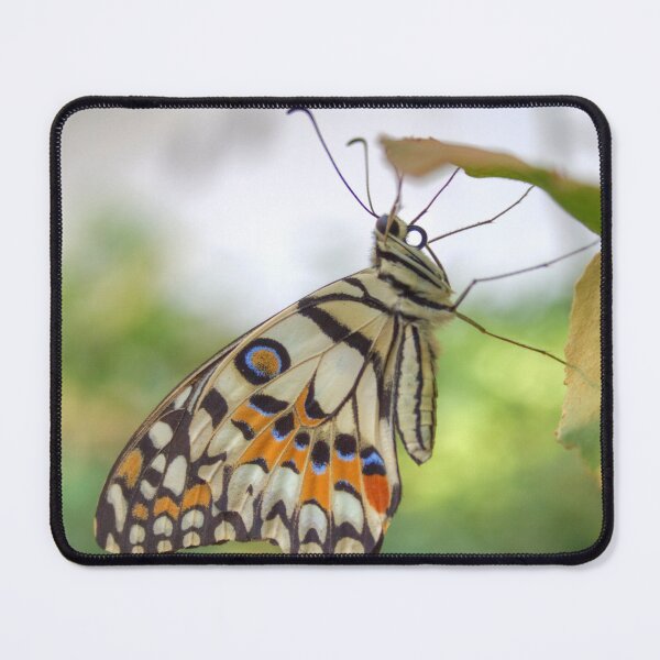 Item preview, Papilio demoleus designed and sold by Mythos57.