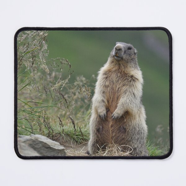 Item preview, Marmota marmota designed and sold by Mythos57.