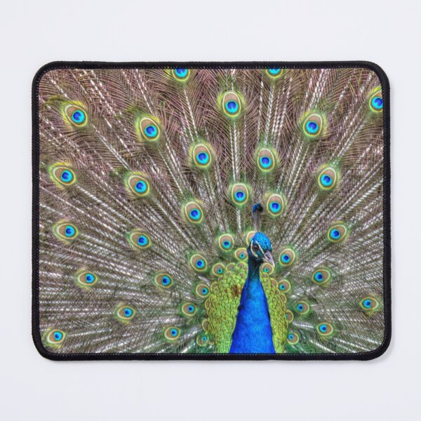 Item preview, Male Indian peacock on display designed and sold by Mythos57.