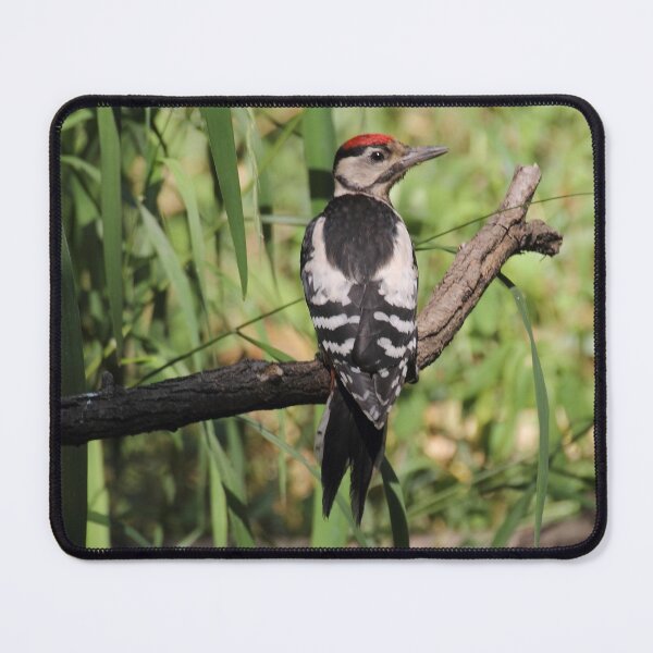 Item preview, Dendrocopos major Syn Picoides major designed and sold by Mythos57.