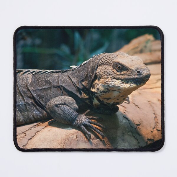 Item preview, Ctenosaura melanosterna designed and sold by Mythos57.
