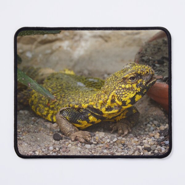 Item preview, Uromastyx geyri designed and sold by Mythos57.
