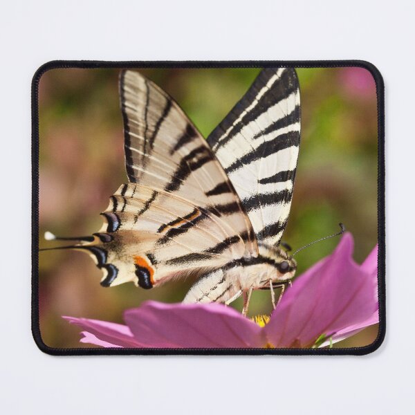 Item preview, Iphiclides podalirius  designed and sold by Mythos57.