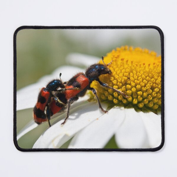 Item preview, Trichodes apiarius designed and sold by Mythos57.