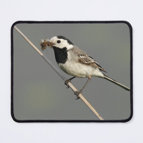 Item preview, Motacilla alba designed and sold by Mythos57.