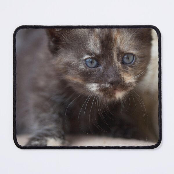 Item preview, Tortoiseshell Kitten designed and sold by Mythos57.