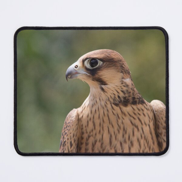 Item preview, Falco peregrinus pelegrinoides designed and sold by Mythos57.