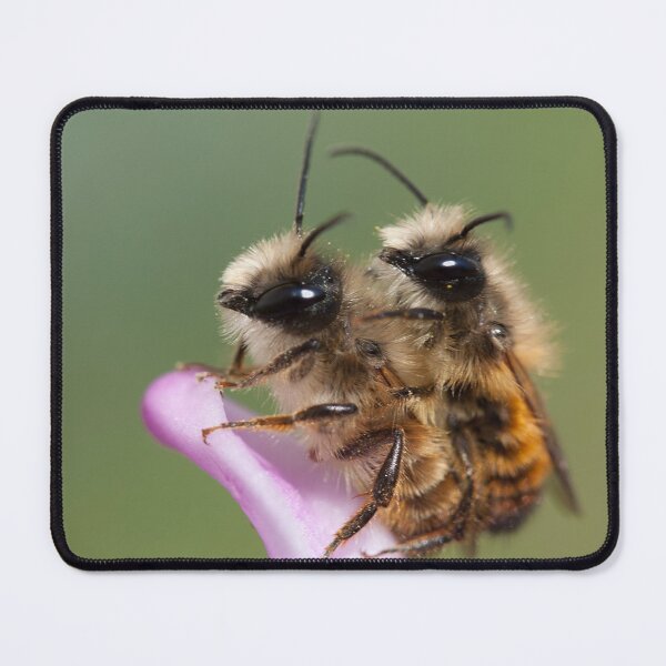 Item preview, Osmia rufa designed and sold by Mythos57.