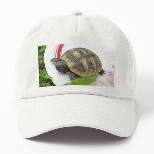 Baby Eastern Hermann's Tortoise at Home Dad Hat