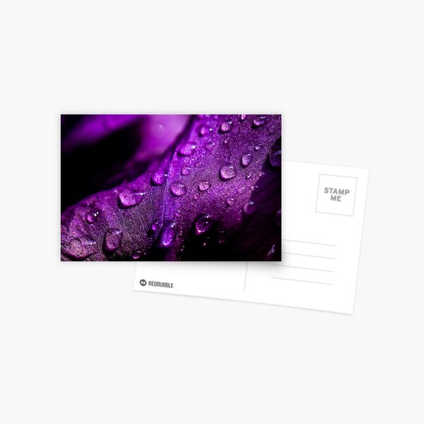 Raindrops on a petal Postcard