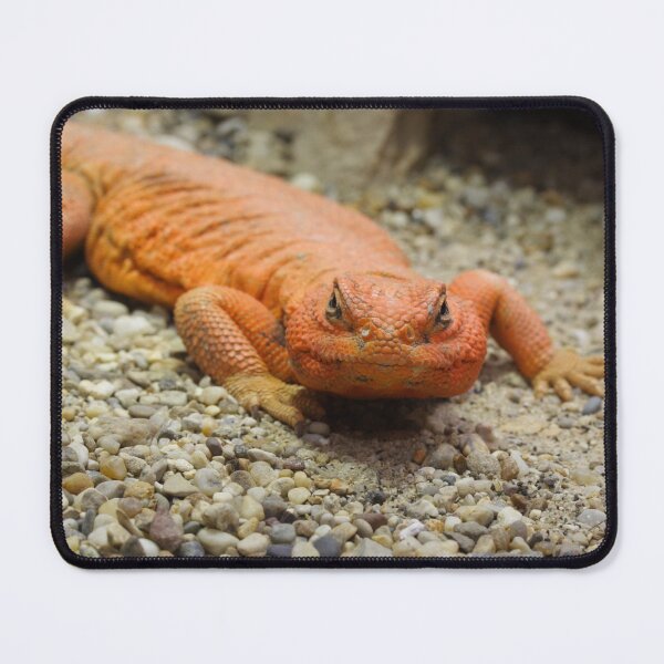 Item preview, Uromastyx geyri designed and sold by Mythos57.