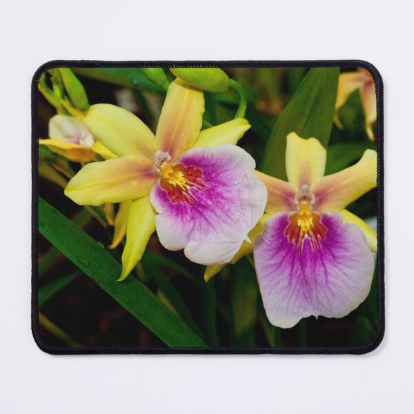 Item preview, Gorgeous Miltonia Sunset Orchid designed and sold by Mythos57.