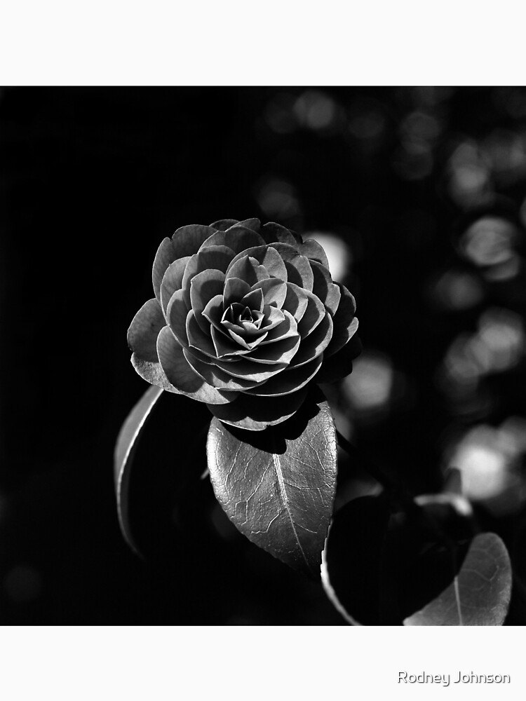 Camellia Japonica by rodneyj46