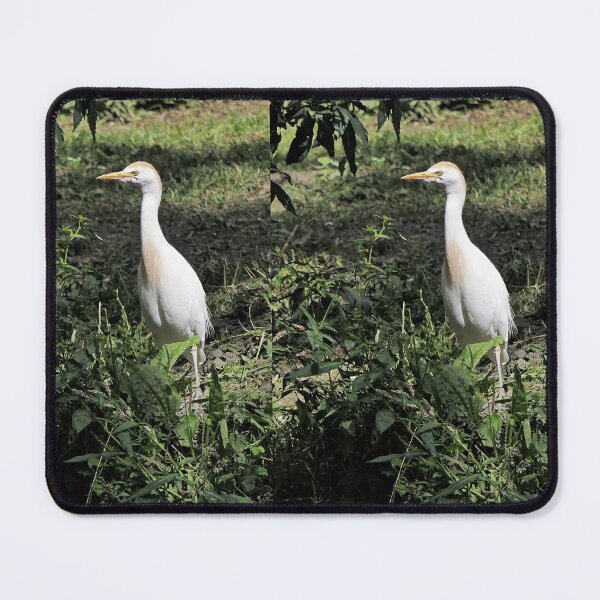Item preview, r2467/ 21 parc-ornithologique-de-st-hilaire-la-palud - héron garde-boeufs - 2020 par Okaio Créations - Olavia&Olao designed and sold by o.okaïo.