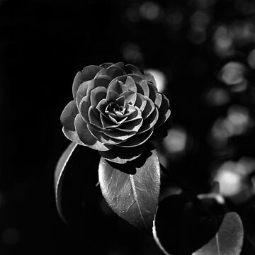 Artwork thumbnail, Camellia Japonica by Rodney Johnson