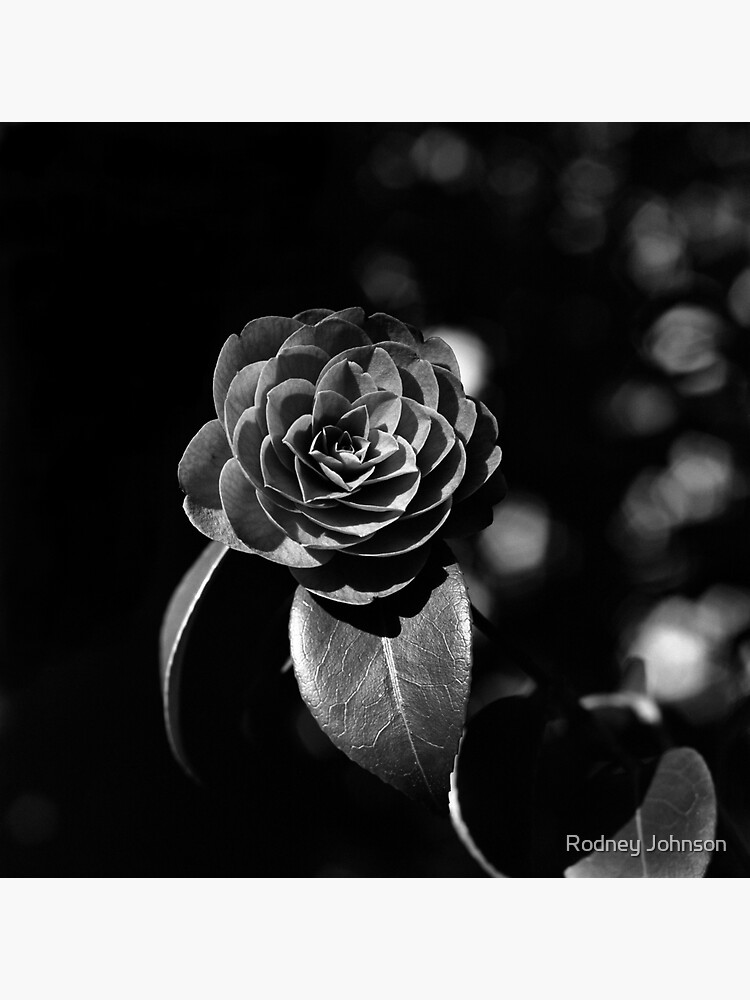 Thumbnail 3 of 3, Sticker, Camellia Japonica designed and sold by rodneyj46.
