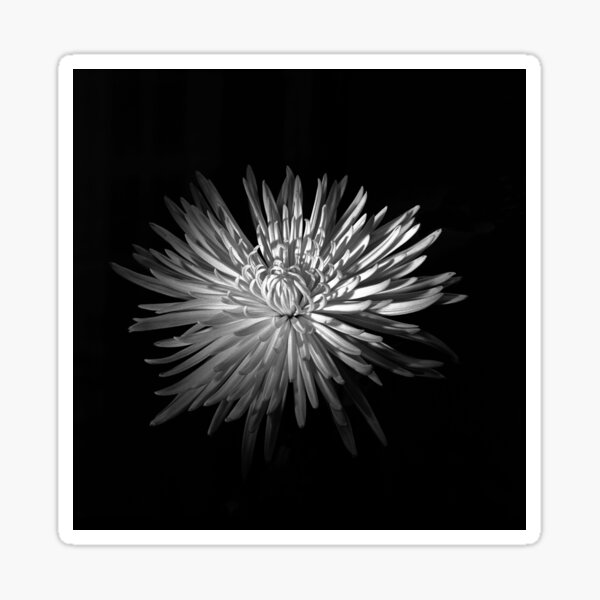 Spring Chrysanthemum Sticker