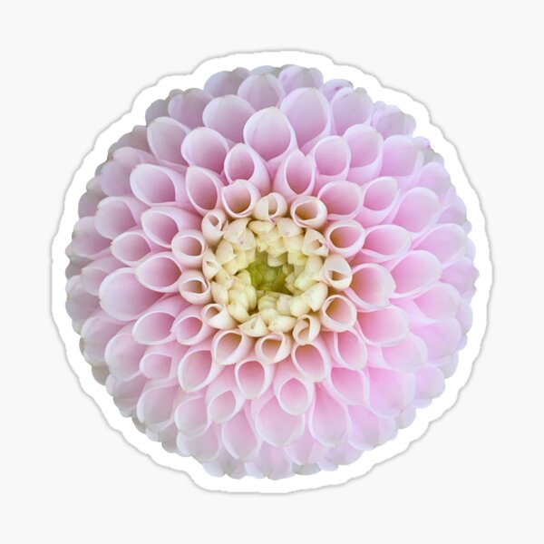Item preview, Pink Dahlia Flower Still Life Floral Photography designed and sold by CottoVerdi.