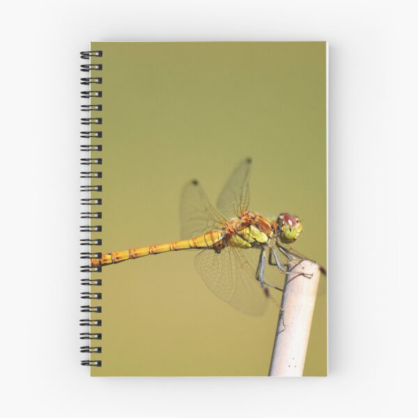 Item preview, Dragonfly macro  designed and sold by Esther Hutchcroft.