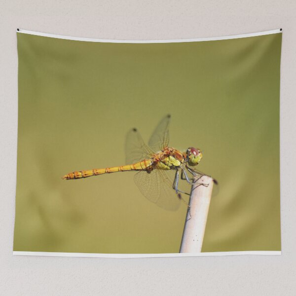 Item preview, Dragonfly macro  designed and sold by Esther Hutchcroft.