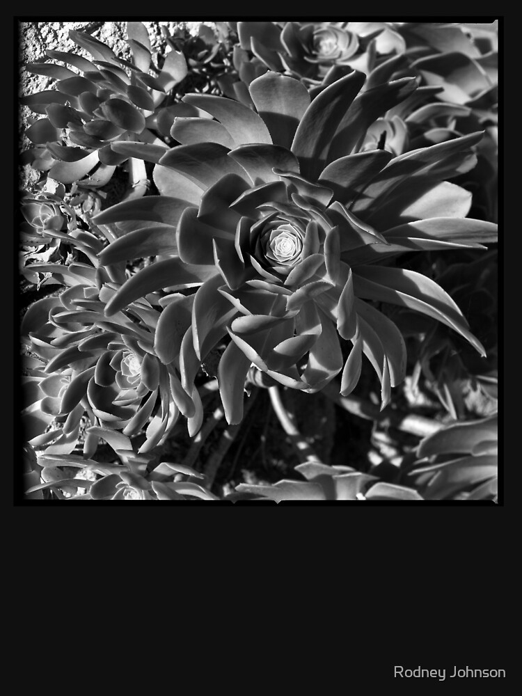 Echeverium by rodneyj46