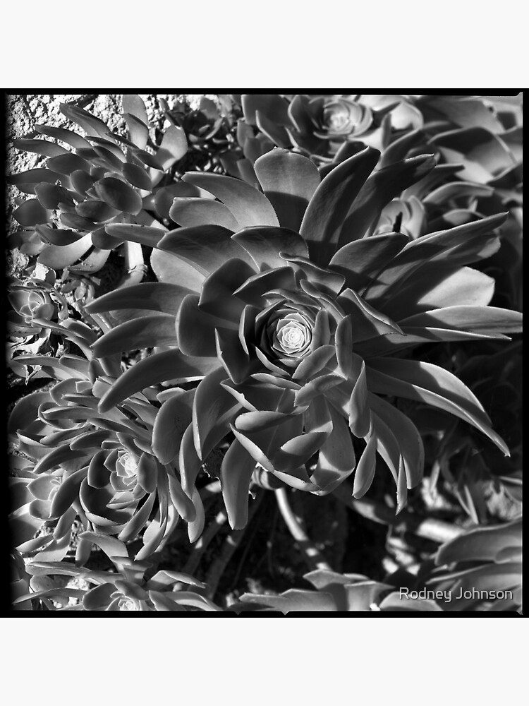 Echeverium by rodneyj46