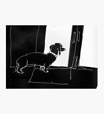 Watchful Boris Photographic Print