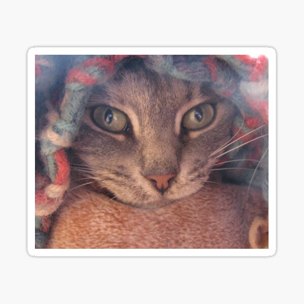 A Cat And Her Rat Sticker