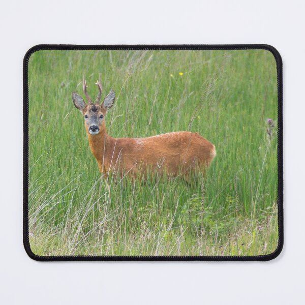 Item preview, Young Stag designed and sold by IslayFineArt.