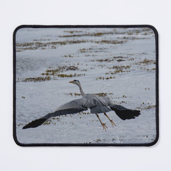 Item preview, Grey Heron Taking Off designed and sold by IslayFineArt.