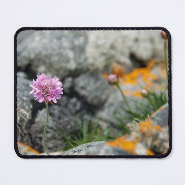Item preview, Sea Thrift - Armeria maritima designed and sold by IslayFineArt.