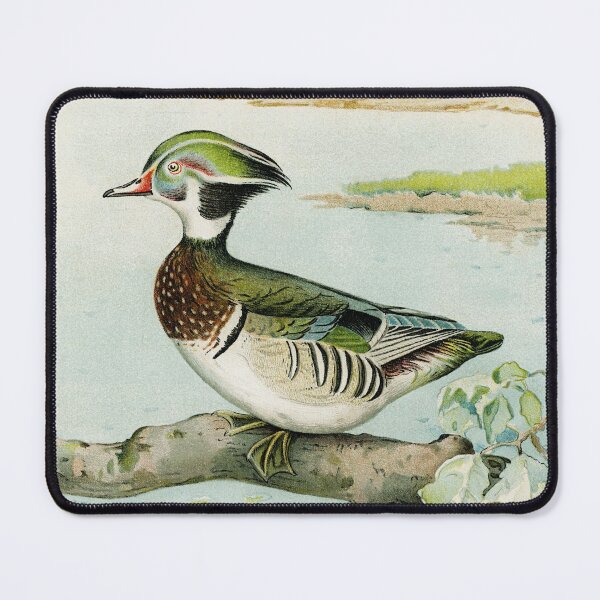Item preview, Woodduck Male (Aix Sponsa, Swainson) illustrated by J.L. Ridgway (1859–1947) and W.B. Gillette (1864–1937) from Game Birds and Fishes of North America. Digitally enhanced from our own 1913 Portfolio  designed and sold by LenaShines.