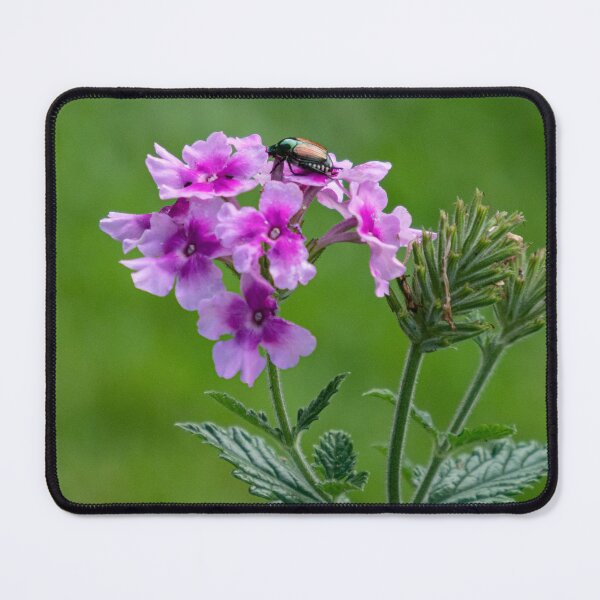 Item preview, Japanese Beetle on Pink Verbena designed and sold by Gerda Grice Photography.