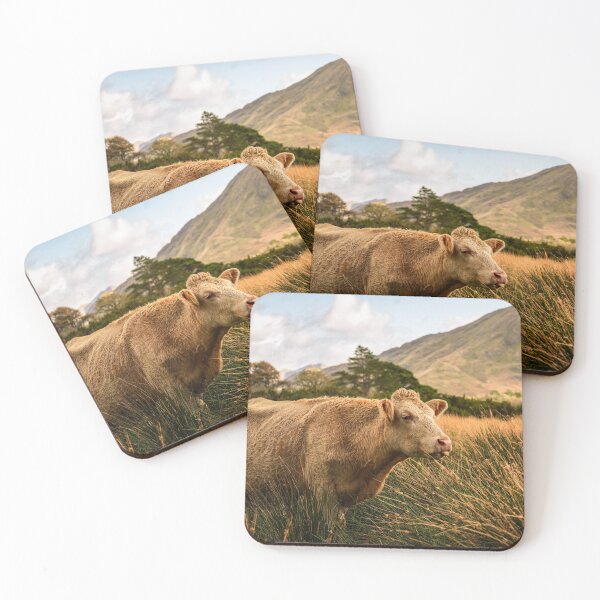 Item preview, The funny cow shows her tongue on the field of Connemara National Park, County Galway, Ireland designed and sold by AlbertMi.