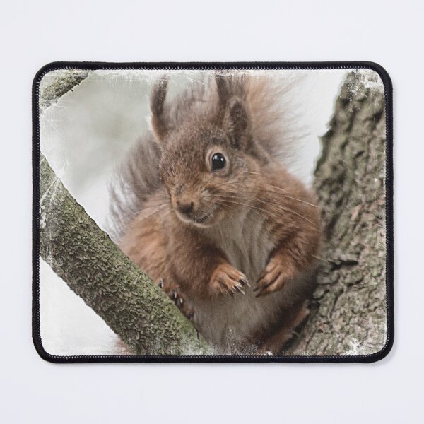 Item preview, Squirrel on the branches designed and sold by HaleyRedshaw.