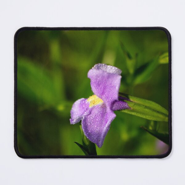 Item preview, Allegheny monkey flower (Mimulus ringens), wetland flora. designed and sold by MKP Productions.
