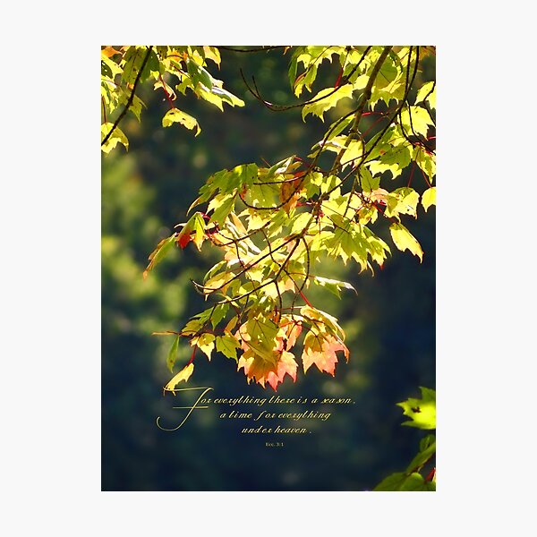 For everything there is a season, Ecc. 3:1 Photographic Print
