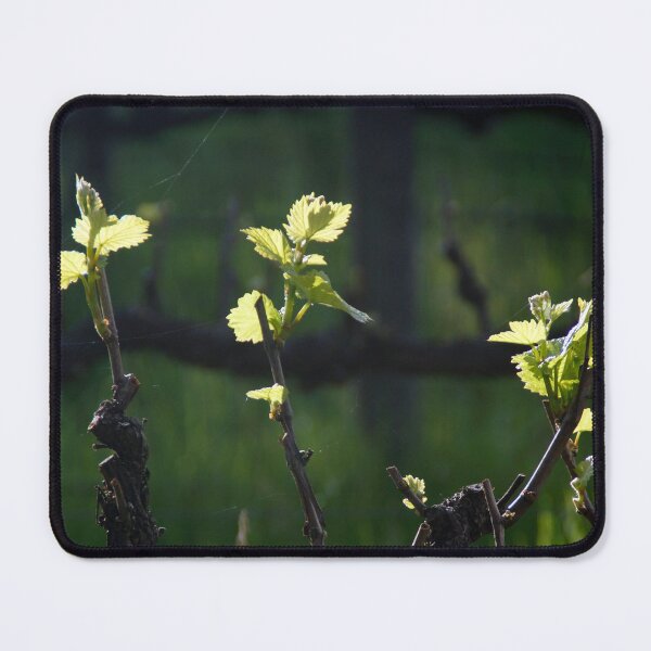 Item preview, Vines Awake by Adelaide Artist Avril Thomas at Magpie Springs designed and sold by MagpieSprings.
