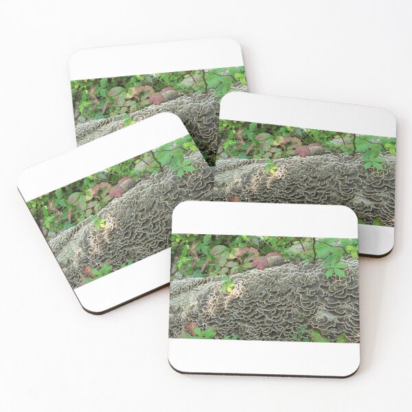 Item preview, Turkey tail mushrooms  designed and sold by SuzettesStills.