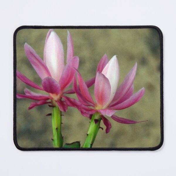 Item preview, Cacti - Magpie Springs - Adelaide Hills Wine Region - Fleurieu Peninsula - South Australia designed and sold by MagpieSprings.
