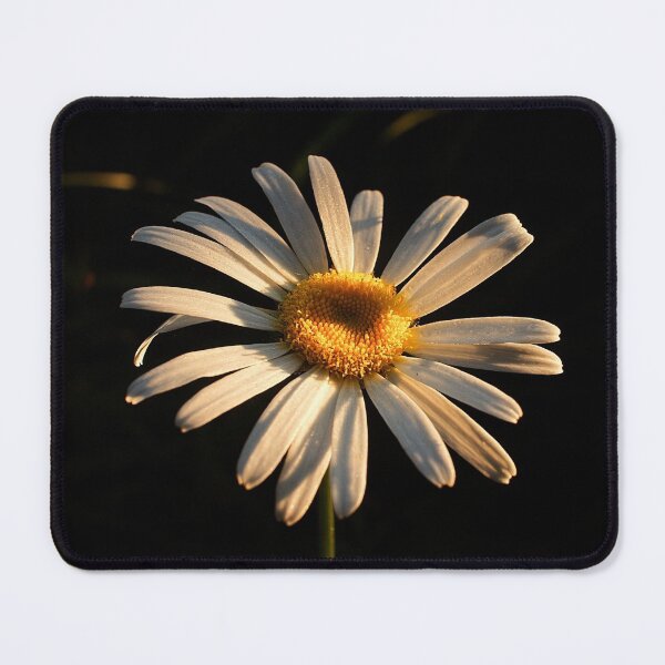Item preview, Daisy in the morning sun’s rays designed and sold by MKP Productions.