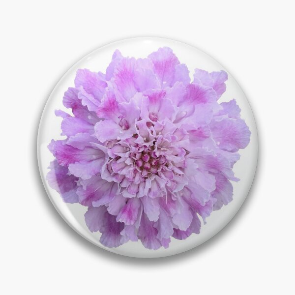 Item preview, Purple Scabious Flower Still Life Floral Photography designed and sold by CottoVerdi.