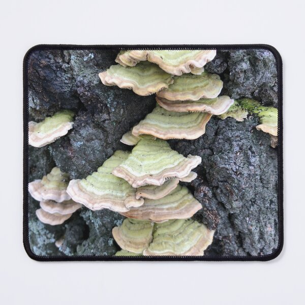 Item preview, Bracket Fungi on a Tree Stump designed and sold by Billlee.