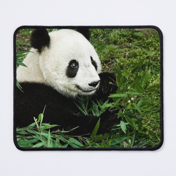Item preview, Panda Photograph | I Love Pandas | Kung Fu Panda designed and sold by WeAreGrotesque.