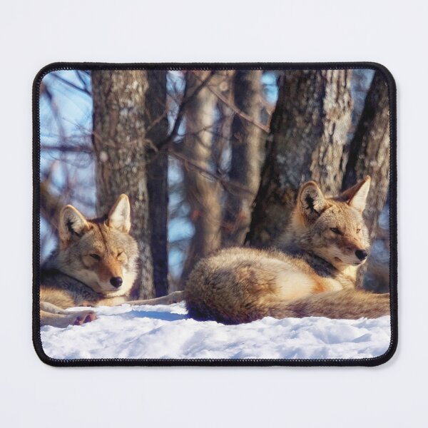 Item preview, Coyotes designed and sold by Yannik Hay.