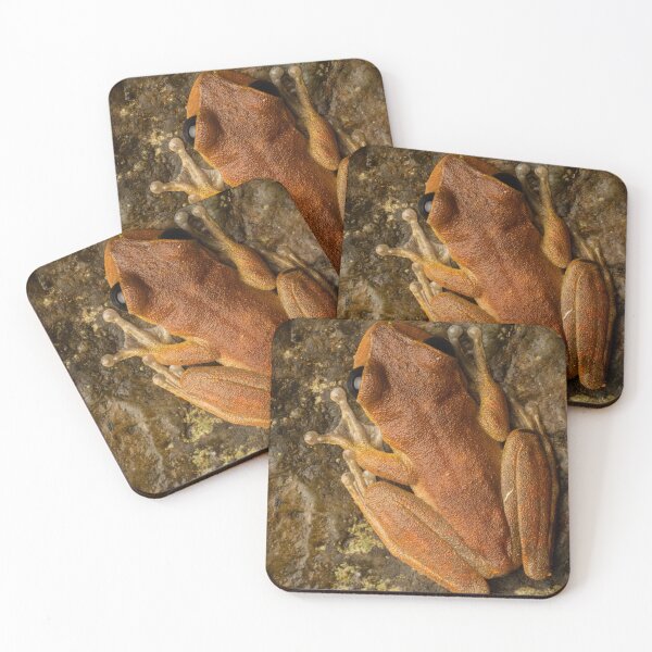 Item preview, ICUN endangered Australian lace-lid (Litoria dayi) designed and sold by Trent Townsend.