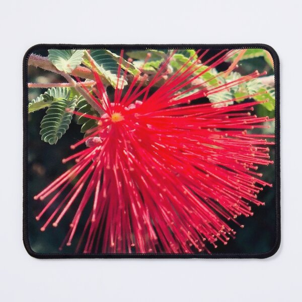 Item preview, Red Fairy Duster Flower designed and sold by SunnyDesignsCo.