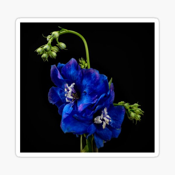 Item preview, Delphinium flower designed and sold by Dennis Sands Photography.
